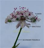  Umbellule with flowers